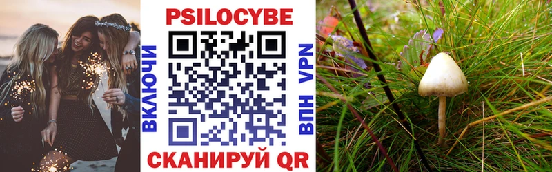 Купить закладки Болгар Галлюциногенные грибы Psilocybe